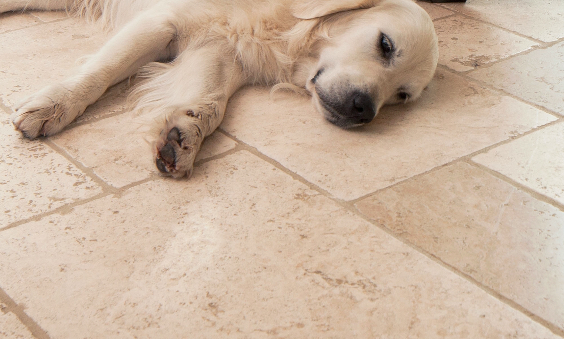 Un chien est couché sur un sol en travertin clair