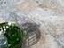 Vue de près sur les dalles en travertin Silver et un panier vert contenant des bouteilles