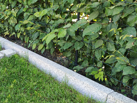 Bordures de jardin en granite Silver Classico avec gazon et haie