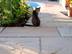 Chat assis à l'ombre sur la terrasse en grès Yellow Mint