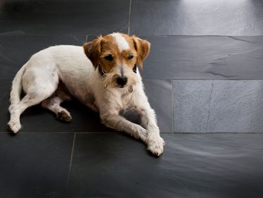 Un chien est couché sur la surface brute des carreaux en ardoise Black Rustic