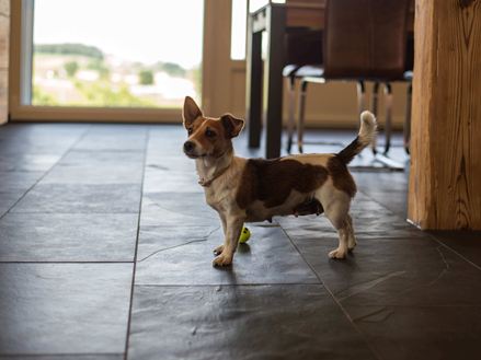 Un chien joue sur le carrelage Mustang en ardoise