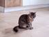 Un chat assis sur le carrelage en travertin Light