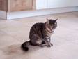 Un chat assis sur le carrelage en travertin Light