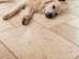 Chien allongé sur des carreaux de travertin clair