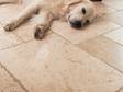 Chien allongé sur des carreaux de travertin clair