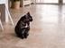 Chat assis sur carreaux en travertin Medium dans les tons beiges et bruns