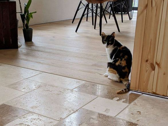 Travertin_Rustic_couloir_parquet_chat