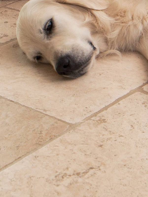 Chien allongé sur des carreaux de travertin clair