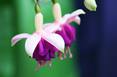 Deux fleurs aux pétales roses claires et aux pistils violets
