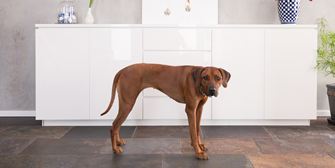 Un chien sur carrelage en Peacock devant un buffet blanc