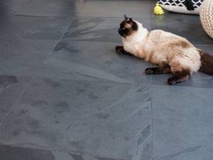 Même les chats apprécient l'ardoise Mustang ! Un chat allongé sur des carrelages d'ardoise Mustang