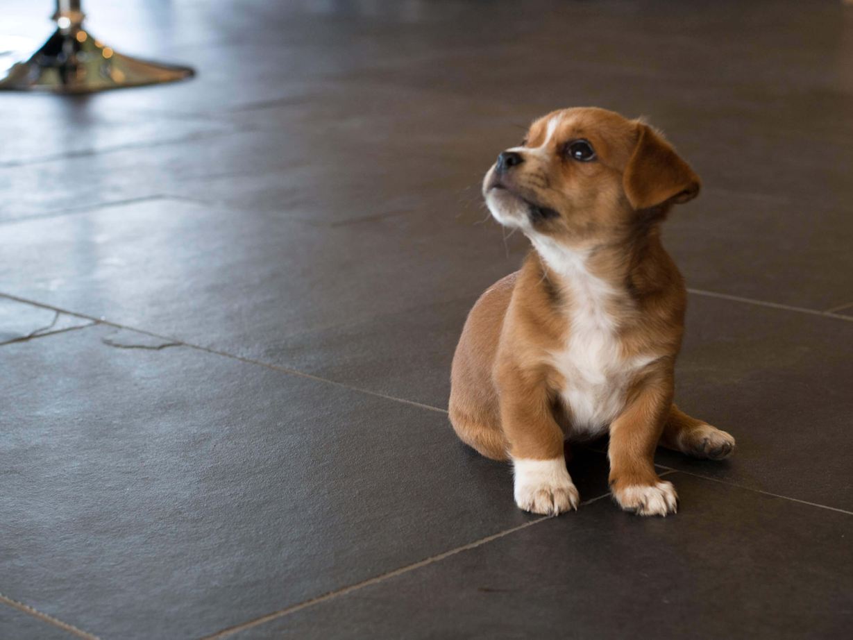 Chien-chiot sur l'ardoise Mustang