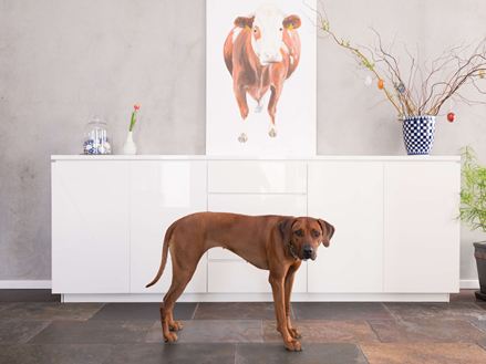 Hund auf Schieferfliese Peacock Multicolor vor weisser Kommode