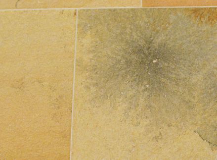 Hingucker: Florale und fossile Einschlüsse geben "Solnhofener" seinen besonderen Reiz