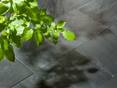 Branche à feuilles vertes sur ardoise Black Rustic à surface fendue