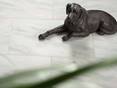 Figure en porcelaine d'un chien couché sur le carreau de marbre Calacatta