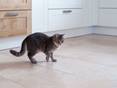 Auch Katzen fühlen sich auf Travertinfliesen wohl Chat dans une cuisine moderne sur des carreaux de travertin beige clair